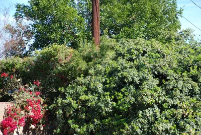 DSC_0023 (Large).JPG